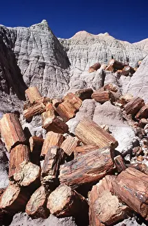 Petrified: FOSSIL WOOD - Petrified logs at Blue Mesa Chinle