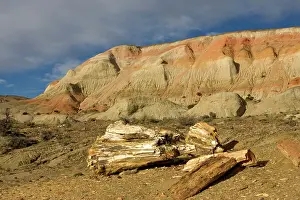 Paleocene: Fossil Wood - Sarmiento Petrified Forest Provincial