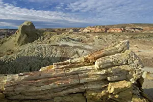 Paleocene: Fossil Wood - Sarmiento Petrified Forest Provincial