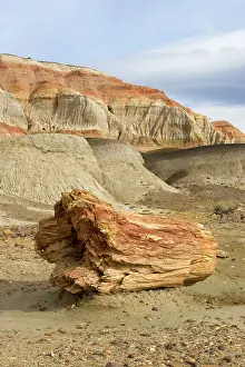 Paleocene: Fossil Wood - Sarmiento Petrified Forest Provincial