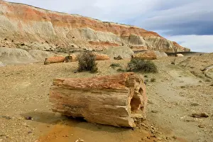 Paleocene: Fossil Wood - Sarmiento Petrified Forest Provincial