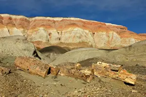 Paleocene: Fossil Wood - Sarmiento Petrified Forest Provincial