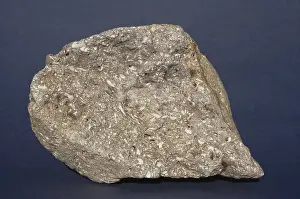 Oligocene: Fossiliferous Limestone