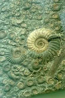 Ammonite: Fossiliferous Limestone
