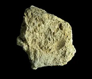 Limestones: Fossiliferous Limestone
