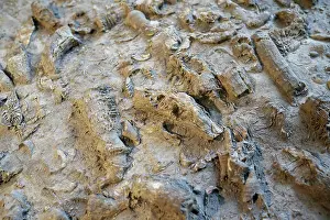 Slab: Fossiliferous Limestone