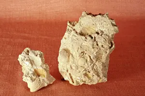 Mold: Fossiliferous Limestone