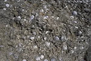 Grained: Fossiliferous Marl
