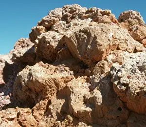 Fossilised: Fossilised Coral