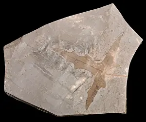 Fossilised: Fossilised Leaf - Palmatilobed fossil leaf