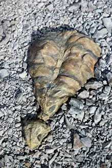 Times: Fossilised skeleton of the anapsid Eunotosaurus