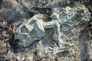 Times: Fossilised skeleton of Diictodon - mammal-like