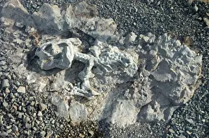 Times: Fossilised skeleton of Diictodon - mammal-like