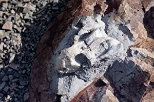 Fossilised: Fossilised skull of Emydops - a dicynodont mammal-like