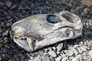 Times: Fossilised skull of gorgonopsian Lycaenops - a