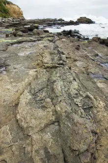 Fossilised: Fossilised tree trunk - in exposed rocks on beach
