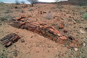 Fossilised: Fossilised trees in petrified forst