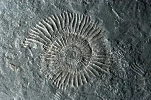 Ammonite: Fossilized Ammonites