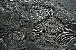 Ammonite: Fossilized Ammonites