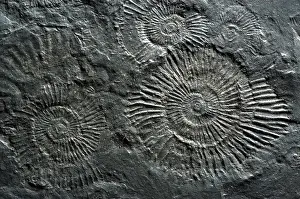 Ammonite: Fossilized Ammonites