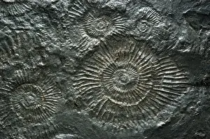 Ammonite: Fossilized Ammonites