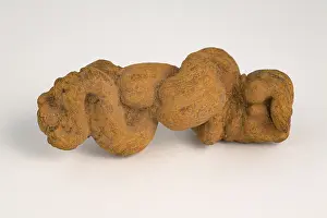 Poop: Fossilized Coprolite