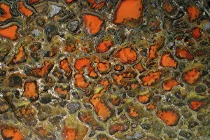 Agate: Fossilized Dinosaur Bone