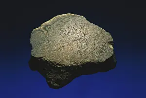 Petrified: Fossilized Dinosaur Bone