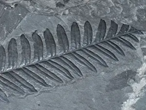 Preserved: Fossilized Fern