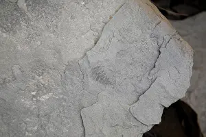Scotia: Fossilized fern