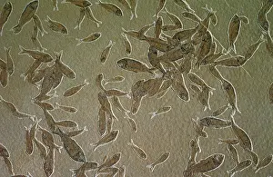Parvus: Fossilized Fish