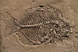 Fossilised: Fossilized Fish - Mesozoic period