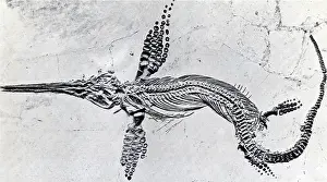 Fossilized: Fossilized Ichthyosaur, Mesozoic Reptile