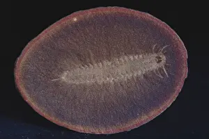 Matrix: Fossilized Marine Worm
