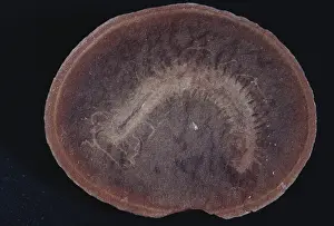 Matrix: Fossilized Marine Worm