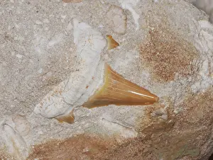 Preserved: Fossilized Shark's Tooth