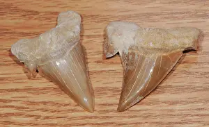 Preserved: Fossilized Shark's Tooth