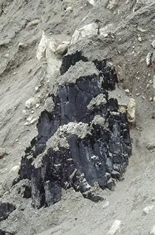 Petrified: Fossilized Tree Trunk
