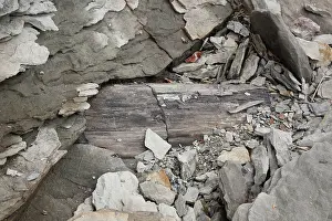 Scotia: Fossilized wood