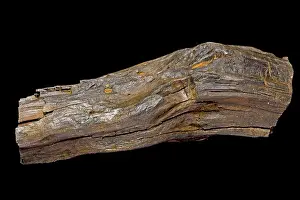 Lignite: Fossilized Wood / Lignite of Agathoxylon, a conifer