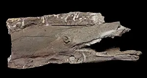 Lignite: Fossilized Wood / Lignite of Agathoxylon, a conifer