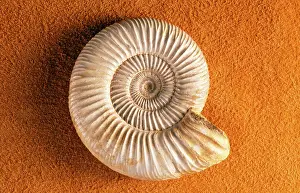 Spirals: FOSSILS - Ammonite