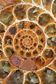Ammonite: Fossils - Ammonite (cross section, close-up) - Jurassic