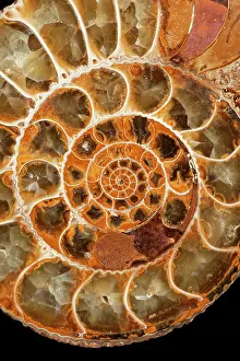Ammonite: Fossils - Ammonite (cross section, close-up) - Jurassic