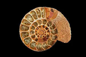 Ammonite: Fossils - Ammonite (cross section) - Jurassic