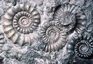 Spirals: FOSSILS - AMMONITES