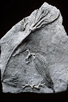 Crinoids: Fossils - Crinoids - Larger specimen - Abrotocrinus