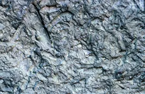 Trace: Fossils from the Grand Canyon