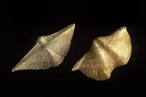 Devonian: Fossils: Spirifers - Species name - Cyrtospirifer