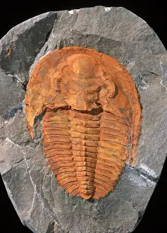 Trilobite: Fossils: Trilobite Cambriopallace